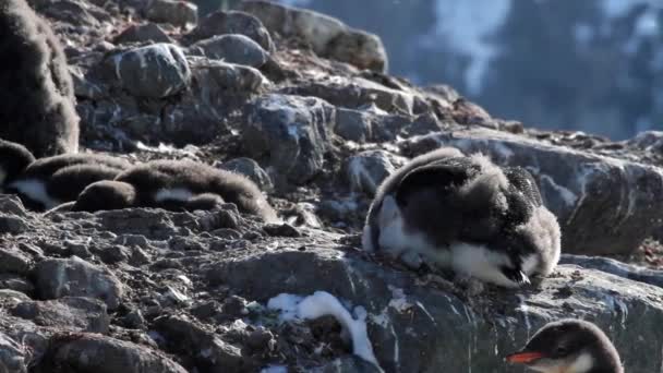 Pinguïns zittend op de rotsen — Stockvideo