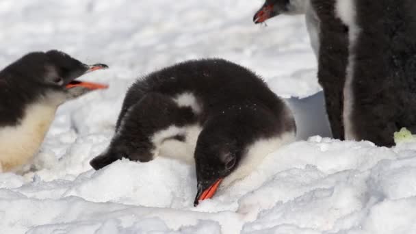 Пінгвіни їдять сніг — стокове відео