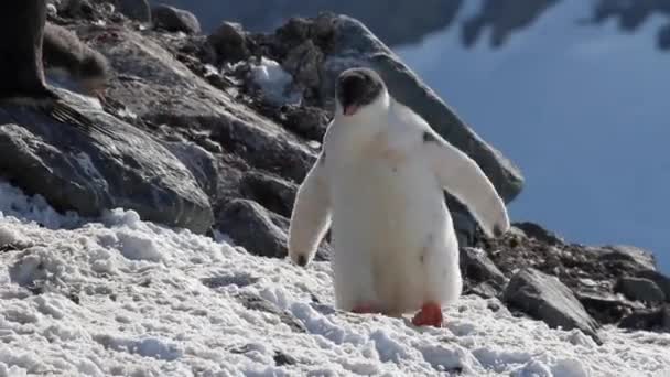 Pingüinos de pie en la orilla — Vídeo de stock