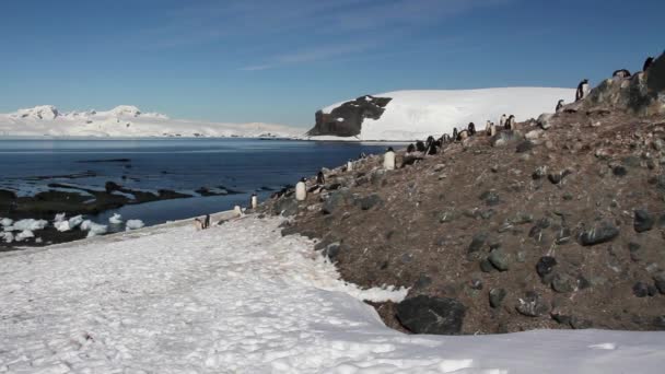 Penguins sitting on shore — Stock Video