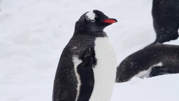 Rey pingüinos preening en la orilla — Vídeo de stock