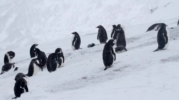 Pinguini in piedi sulla riva — Video Stock