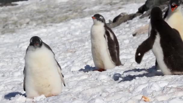 Pingüinos jugando en la orilla — Vídeo de stock