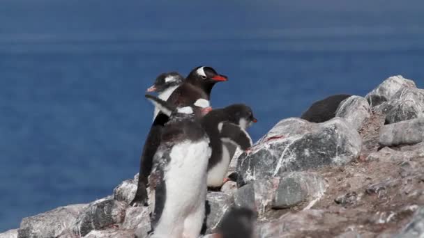 Pingüinos sentados sobre rocas — Vídeo de stock