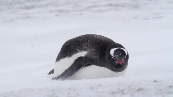 Pinguini Gentoo nella tempesta — Video Stock