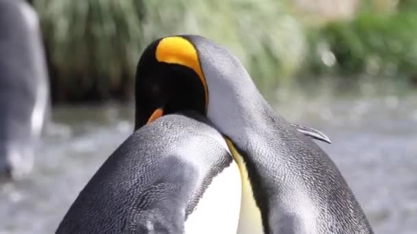Pingwiny królewskie zaloty — Wideo stockowe