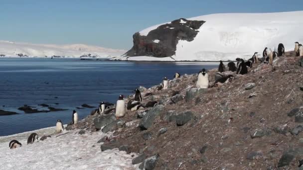 Pinguini in piedi sulla riva — Video Stock