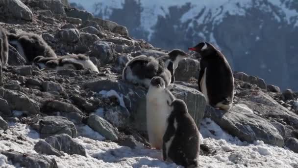 Grupo de pinguins colônia — Vídeo de Stock