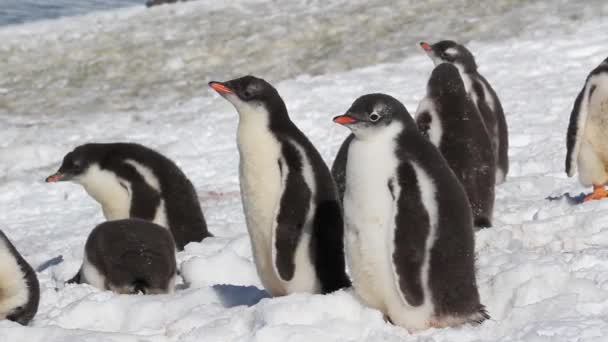 Pingüinos de pie en la orilla — Vídeos de Stock