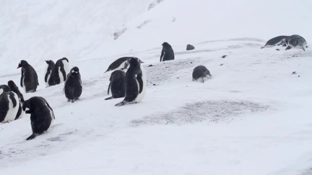 Chinstrap penguins colony — Stock Video