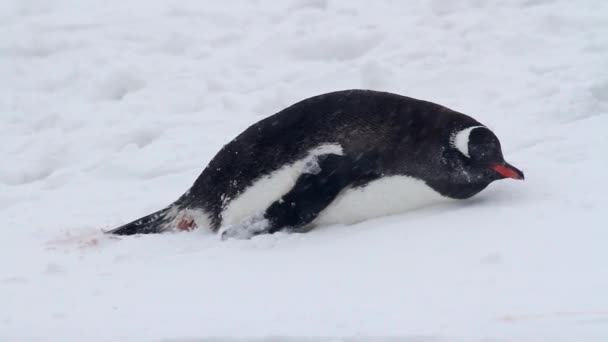 Gentoo penguin lying on shore — Stock Video