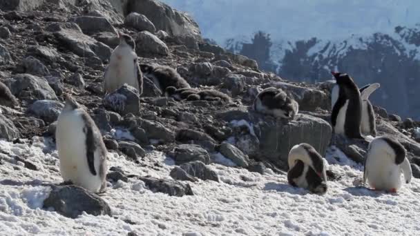 Pingüinos sentados sobre rocas — Vídeo de stock