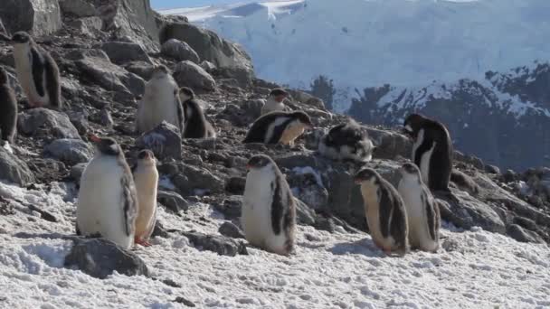Pinguïns zittend op de rotsen — Stockvideo