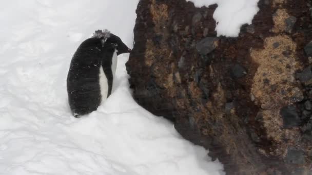 Gentoo penguin i storm — Stockvideo