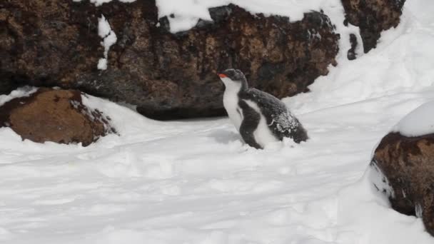 Pingüinos caminando en la orilla — Vídeos de Stock