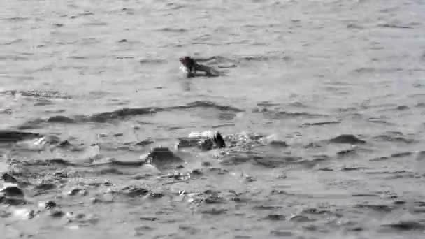 Pinguine schwimmen im Wasser — Stockvideo