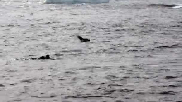 Pingüinos nadando en el agua — Vídeo de stock