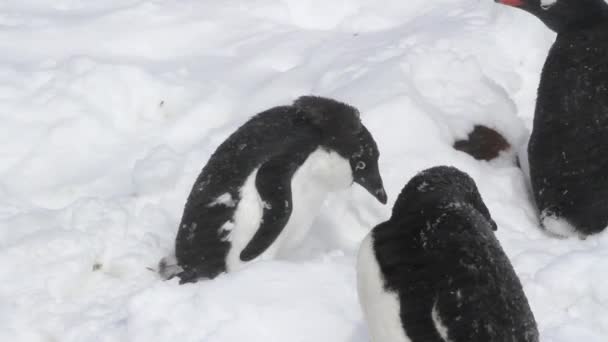 Пингвины Gentoo в шторме — стоковое видео