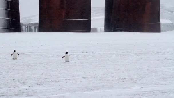 Pinguins andando na neve — Vídeo de Stock