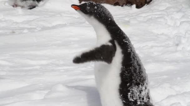 Pingüino Gentoo en tormenta — Vídeos de Stock