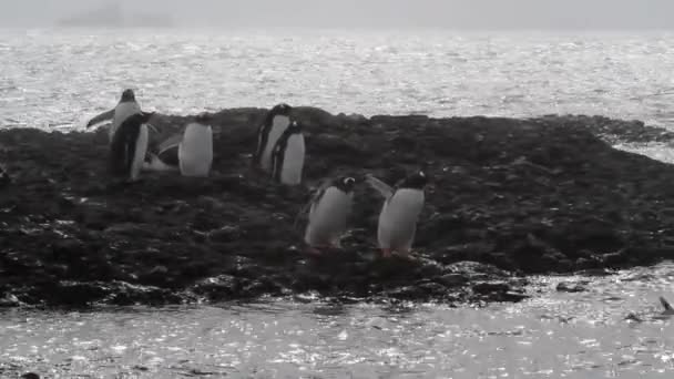 Pingüinos caminando en la orilla — Vídeos de Stock