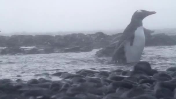 Penguin swimming in water — Stock Video