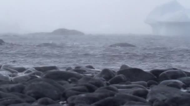 Pingüinos nadando en el agua — Vídeo de stock