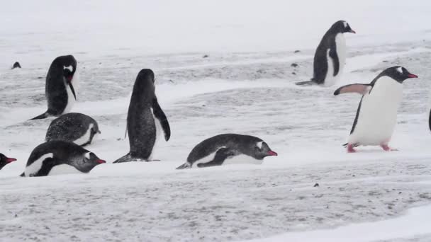 Pinguine gehen an Land — Stockvideo