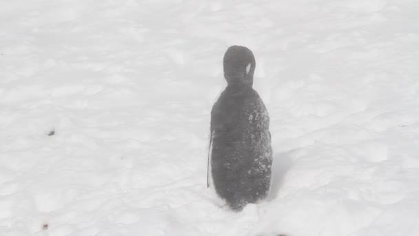 Gentoo penguin i storm — Stockvideo
