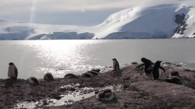 ayakta penguen kızlar