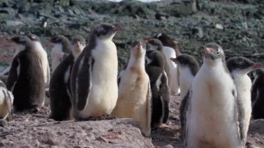 ayakta penguen kızlar