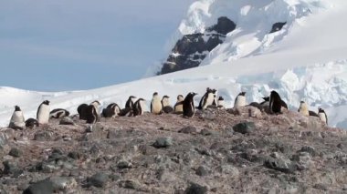 Penguenler ve kayalık kıyısında hatunlar