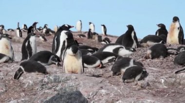 Penguenler ve kayalık kıyısında hatunlar