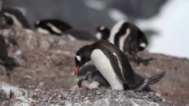 Penguenler ve kayalık kıyısında hatunlar