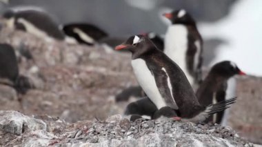Penguenler ve kayalık kıyısında hatunlar