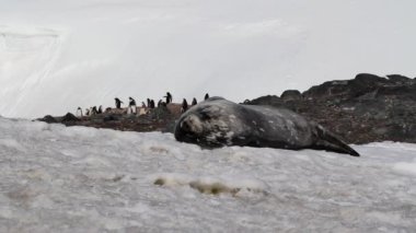 Uyku Weddell mühür