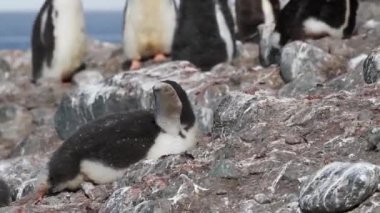 Penguenler koloni grup