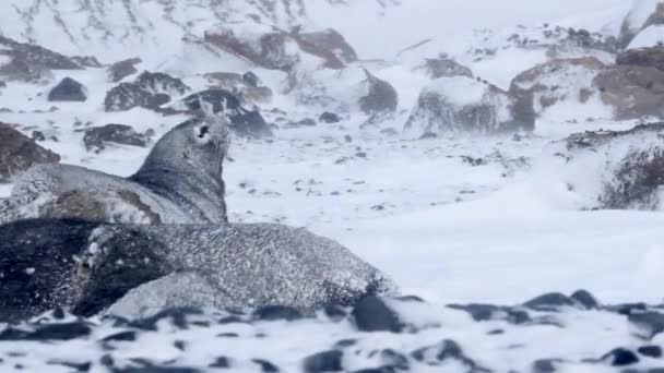 Меховые тюлени — стоковое видео