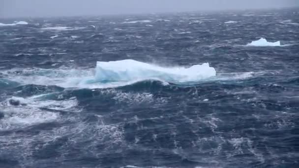 Sailing by an icebergs floating — Stock Video