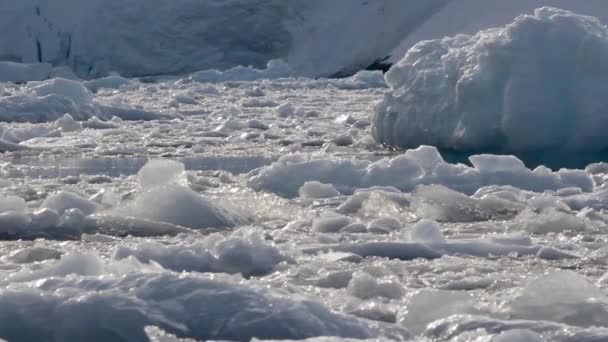 Sea ice floating — Stock Video