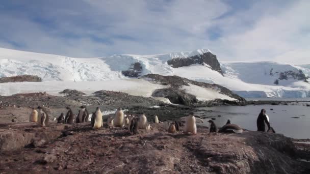 Pinguini che camminano sulla riva — Video Stock