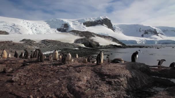 Pingouins marchant sur le rivage — Video