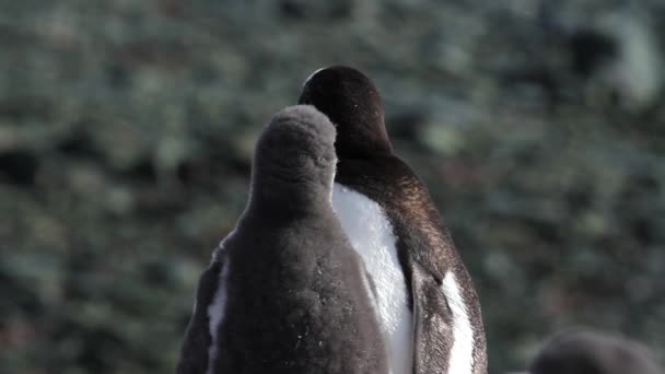 Penguenler Antartika'da ayakta — Stok video
