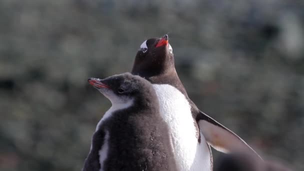 Pingüinos de pie en la Antártida — Vídeo de stock