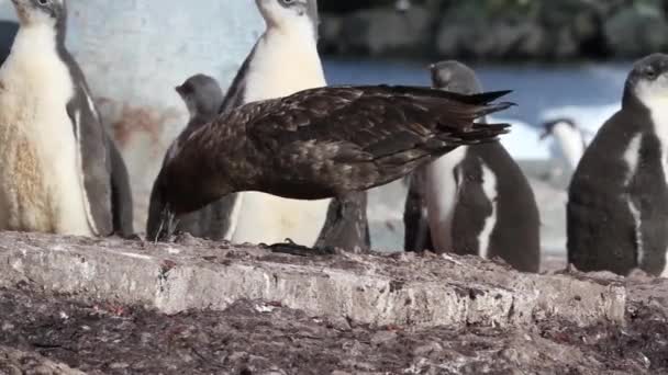 Skua do Sul na Antártida — Vídeo de Stock