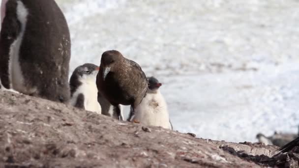 Südliche Skua in der Antarktis — Stockvideo
