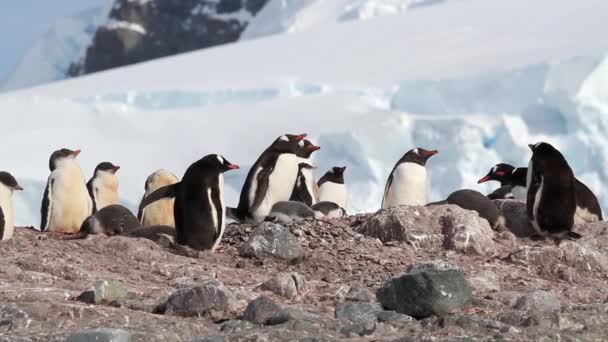 Pingüinos y polluelos en la costa rocosa — Vídeos de Stock