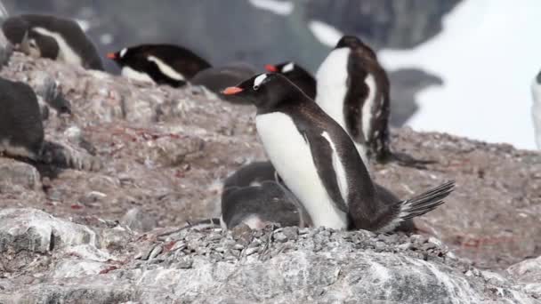 Penguins and chicks on rocky shore — Stock Video
