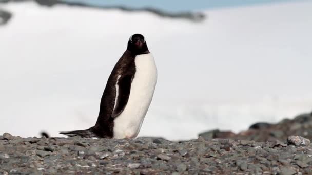 Pingvin går på stenig strand — Stockvideo