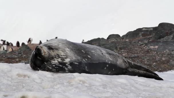 Weddell seal sleeping — Stock Video